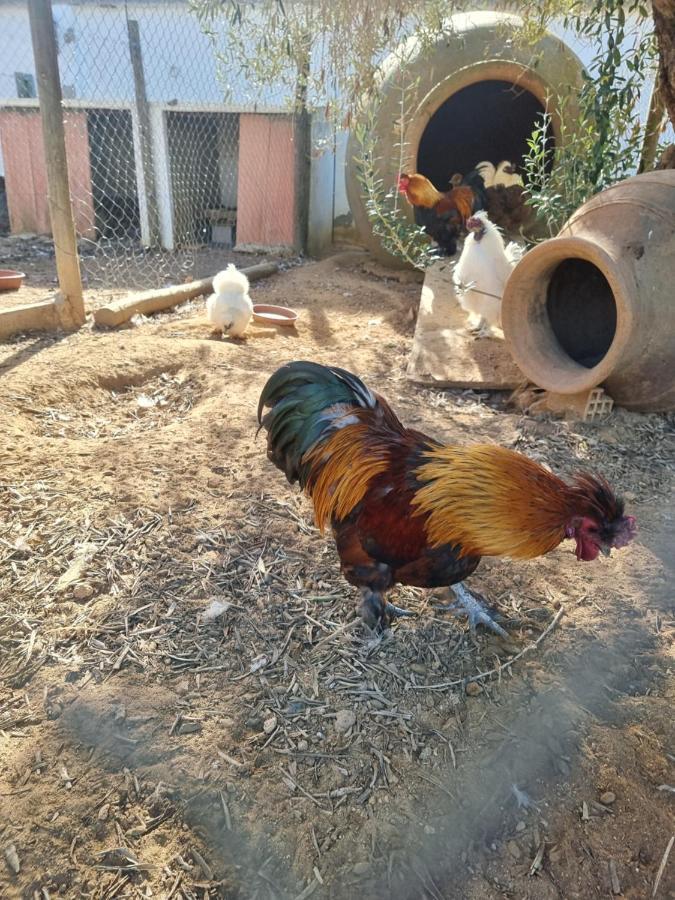 סביליה Finca Rural La Canera 16 Huespedes מראה חיצוני תמונה